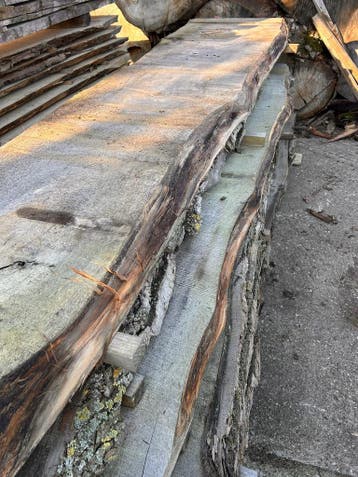 9X Boomstambladen, complete partij 540,- REF 801, Doe-het-zelf en Verbouw, Nieuw, Ophalen of Verzenden, 250 tot 300 cm, Plank