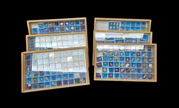 Monster Collection of more than 300 world shells – with, Antiek en Kunst