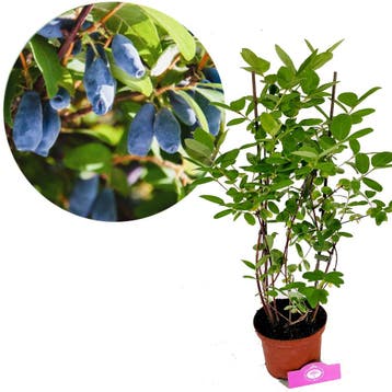 Lonicera caerulea Larisa honingbes + Pot 17c, Verzenden, Volle zon