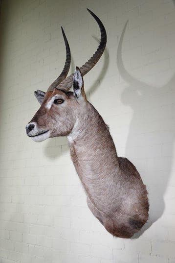 Waterbok Taxidermie wandmontage - Kobus ellipsiprymnus - 55, Nieuw
