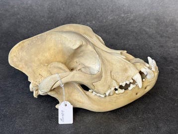 Boxerhond Schedel - Boxer dog - 10 cm - 12 cm - 20 cm-, Nieuw