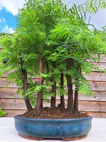 metasequoia bos in bonsaischaal - Hoogte (boom): 33 cm -