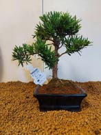 Boeddha-den bonsai (Podocarpus macrophyllus) - Hoogte, Antiek en Kunst
