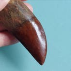 Dinosaurus - Fossiele tand - Carcharodontosaurus sp. - 90 mm