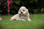 Creme Cocker Spaniel pups te koop, Amerikaanse Cocker fokker, Parvo, België, 8 tot 15 weken, Meerdere
