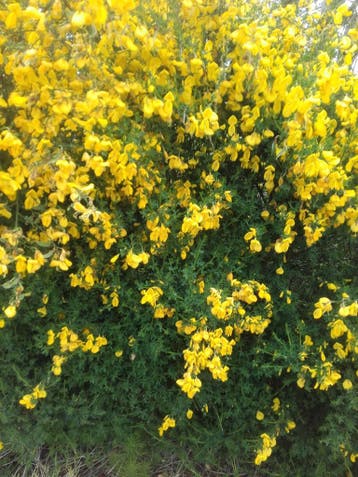 Gele brem Cytisus scoparius inheems in p9 pot, Ophalen of Verzenden, Overige soorten, Struik, 100 tot 250 cm