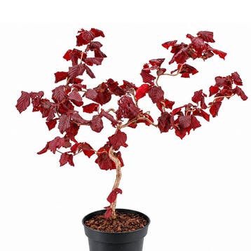 Hazelaar Red Majestic container (23), Verzenden