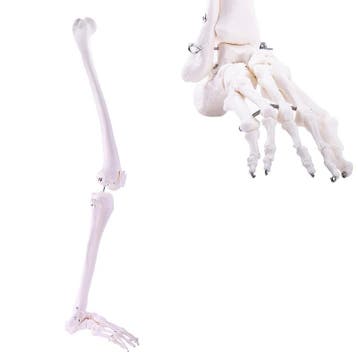 Anatomie model beenskelet en voet, Nieuw