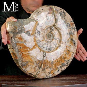 Massieve Krijtperiode Cleoniceras-ammoniet Een opvallend, Nieuw