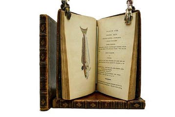 Edward Donovan - The Natural History of British Fishes -, Antiek en Kunst