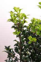 Hulst Heckenstar/Ilex meserveae Heckenstar 50t/m200cm, Ophalen of Verzenden, Overige soorten, Haag, 100 tot 250 cm