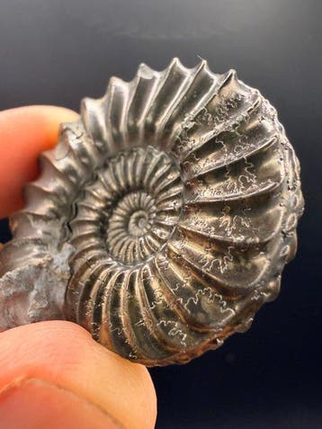 Ammoniet - Gefossiliseerd dier - 4.5 cm (Zonder, Verzamelen, Mineralen en Fossielen