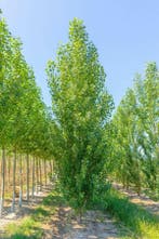 Populus nigra Italica beveerd 4-6, Tuin en Terras