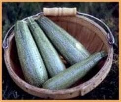 Courgette Greyzinni F1, Ophalen of Verzenden, Nieuw