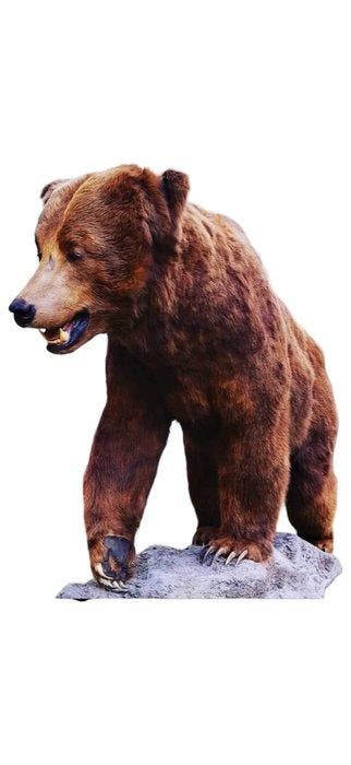 onze kodiack Taxidermie volledige montage - URSUS ARCTOS, Nieuw
