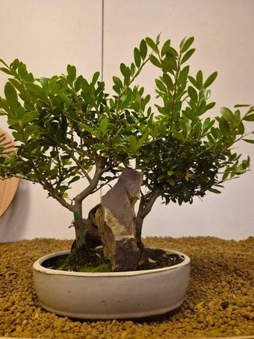 Japanese holly bonsai (Ilex crenata) - Hoogte (boom): 23 cm