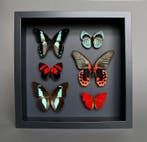 Vlinder Taxidermie volledige montage - Papilio rumanzovia x