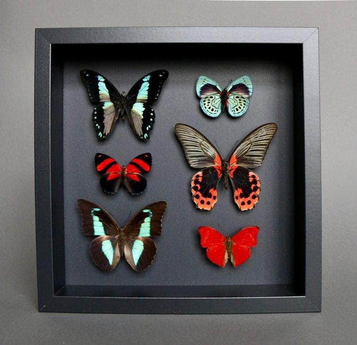 Vlinder Taxidermie volledige montage - Papilio rumanzovia x, Antiek en Kunst, Curiosa en Brocante