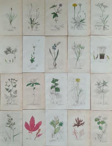 James Sowerby - 20 deels handgekleurde lithos o.a. blauwe