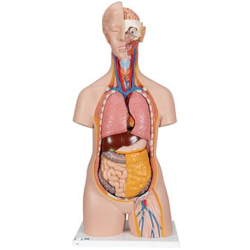 Anatomie model torso met organen, unisex, 18-delig, 87cm, Nieuw