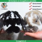 Gecastreerde en Gesteriliseerde konijnen - Vanaf 8 weken oud, Dieren en Toebehoren, Konijnen, Meerdere dieren, Dwerg, Hangoor