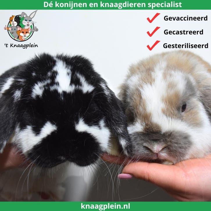 Gecastreerde en Gesteriliseerde konijnen - Vanaf 8 weken oud, Dieren en Toebehoren, Konijnen, Dwerg, Meerdere dieren, 0 tot 2 jaar