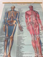 Anatomisch model - Papier - 1950-1960 - Anatomische Poster