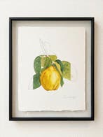 Cirezzi - Quince - Original Botanical Study