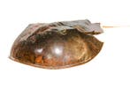 Degenkrab Skelet - extra großer Limulidae sp.  Sammlerstück, Nieuw