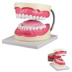 Anatomie model gebit poetssimulator, 3x ware grootte, Nieuw