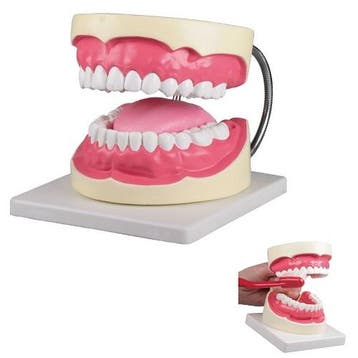 Anatomie model gebit poetssimulator, 3x ware grootte, Nieuw