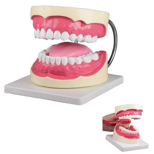 Anatomie model gebit poetssimulator, 3x ware grootte, Sport en Fitness, Massageproducten