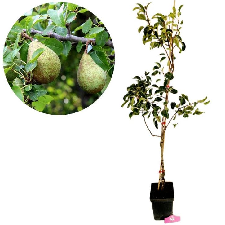 Pyrus communis ‘Triomphe de Vienne’ + pot 23cm, Tuin en Terras, Planten | Fruitbomen, Volle zon, Verzenden