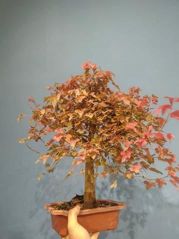 Drietand Esdoorn (Acer Buergerianum) - Hoogte (boom): 38 cm