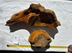 Wolharige mammoet - Fossiel bot - 42 cm - 22 cm (Zonder, Verzamelen, Mineralen en Fossielen