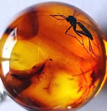 Zeldzame zilveren ring van natuurlijk Baltisch amber met