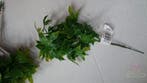 Hedera Klimop Pick Zijdenbloem Corsagevuller bundel 6 stuks, Ophalen of Verzenden, Nieuw