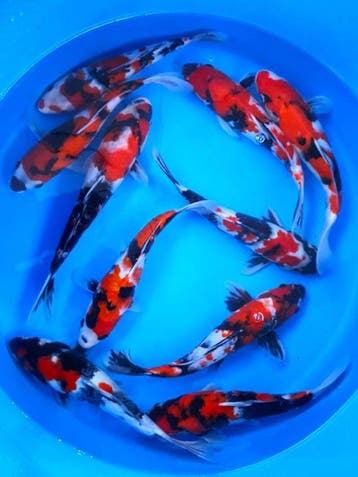 Hirasawa Marusei 29-34cm (Japanse Koi), Karper of Koi