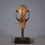 skull schedel gegraveerd - Atoni - Timor Indonesië (Zonder