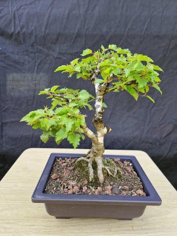 Berkeboom bonsai (Betula pendula) - Hoogte (boom): 29 cm -