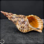 Unieke reuzenmossel – een indrukwekkend kunstwerk van de