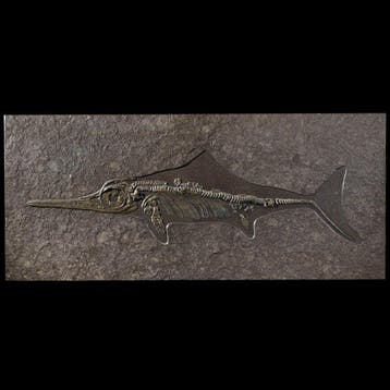 REPLICA - Baby-ichthyosauriërs - Fossiel skelet -