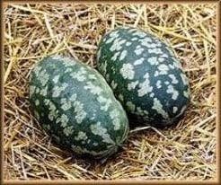 Torino Citrullus Lanatus Pompoen zaden, Ophalen of Verzenden, Nieuw