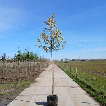 Sierappel | Sierappelboom in diverse maten | BetuweBomen