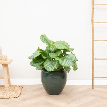 Green Bubble - Calathea Orbifolia - 75cm - Ø24 cm, Ophalen of Verzenden