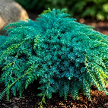 Jeneverbes „Blue Carpet” container (P11) Coniferen, Tuin en Terras, Verzenden, Conifeer, Struik