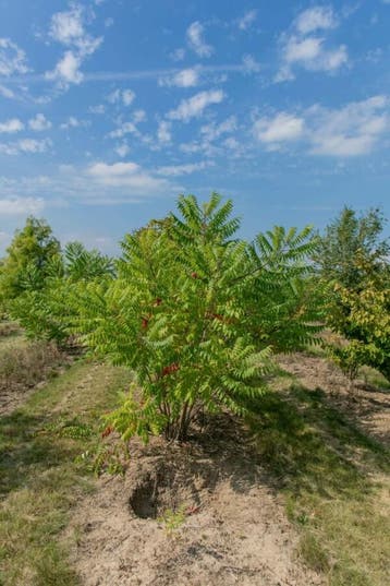 Rhus typhina meerstammig 250-300