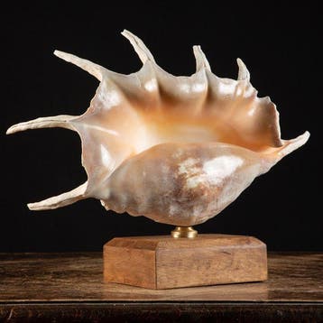 Spider Conch - Topkwaliteit - Grote maat - Isole Bawe -, Nieuw