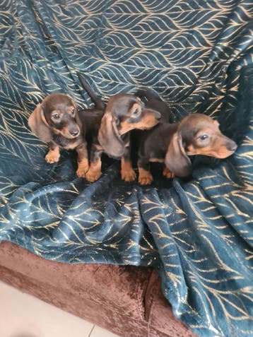 nestje dwergteckel pups!, Dieren en Toebehoren, Parvo, 8 tot 15 weken, Meerdere, Nederland