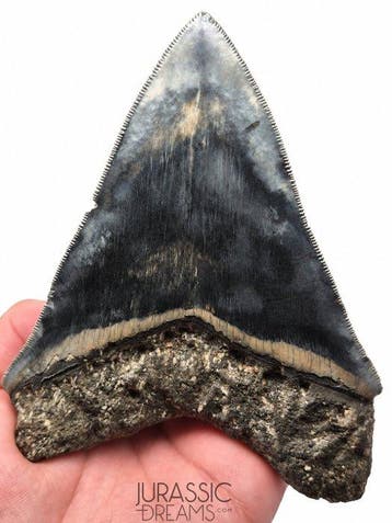 Sieraadkwaliteit Enorme 12 cm Megalodon-tand in Killer Blau